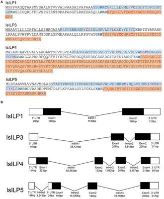 Dynamics of Insulin Signaling in the Black-Legged Tick, Ixodes scapularis